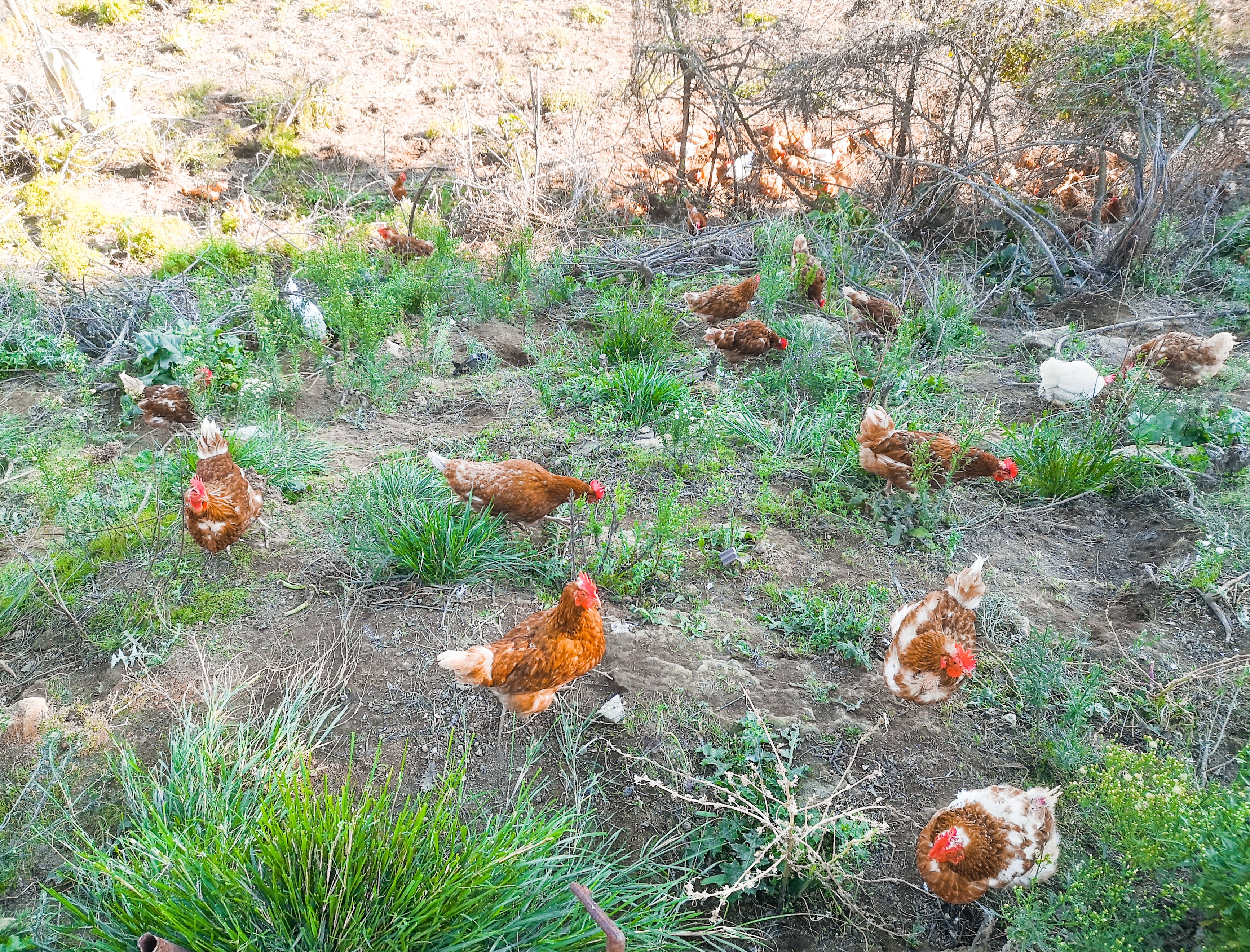 Galline Felici razzolano libere sul prato Producono uova fresche per consegna a domicilio a roma