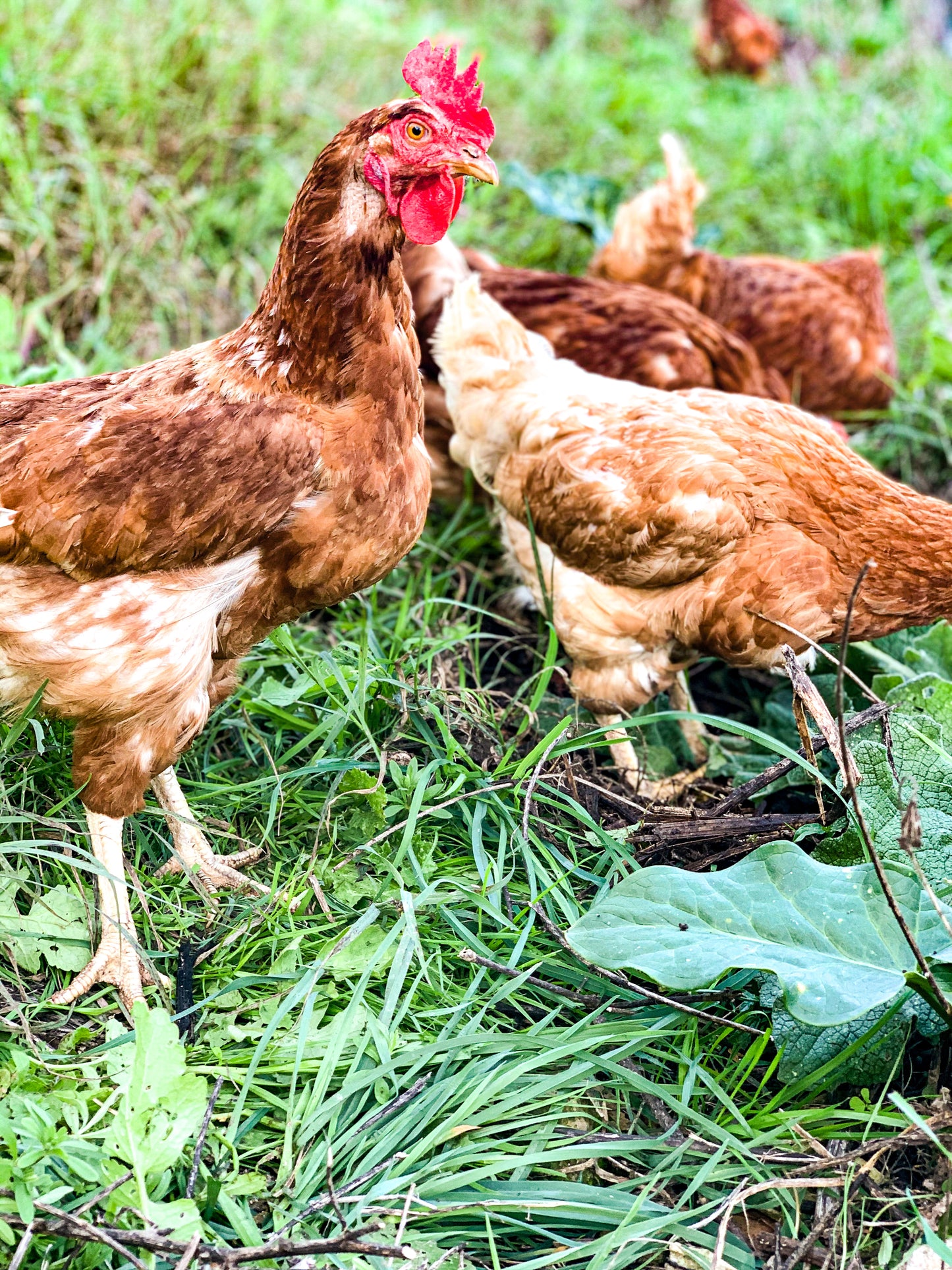 Adozione Gallina Anziana